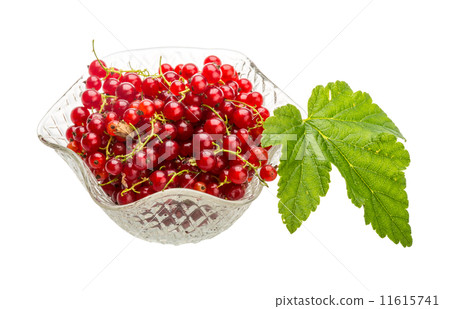 Red currant 11615741