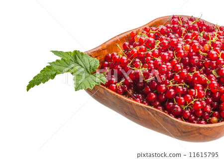 Red currant Red currant 11615795