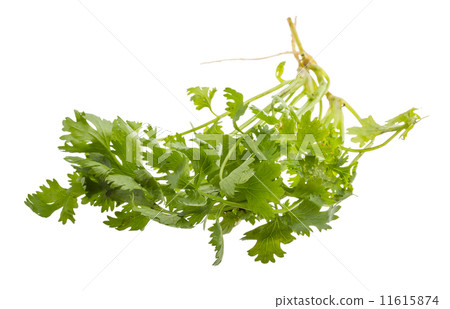 Coriander 11615874
