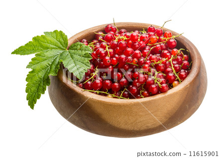 Red currant Red currant 11615901