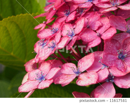 Hydrangea of red purple Hydrangea of red purple 11617581