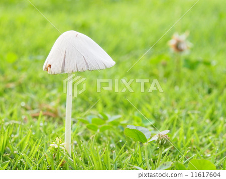 Mushroom raining Mushroom raining 11617604