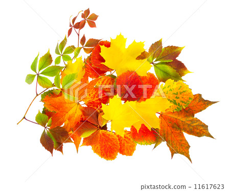 autumn leaves isolated on a white background autumn leaves isolated on a white background 11617623