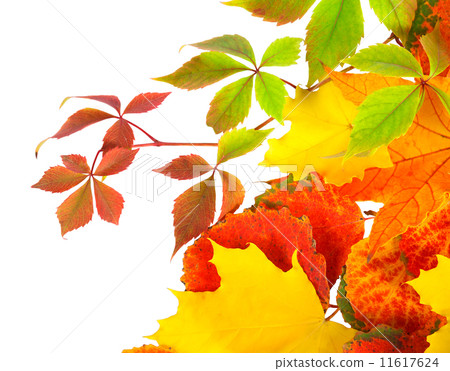 autumn leaves isolated on a white background 11617624