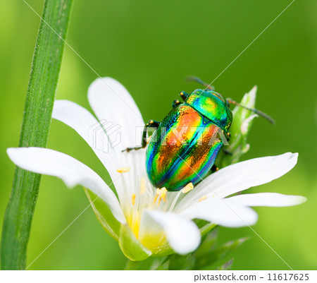 colored bug sits on a flower 11617625