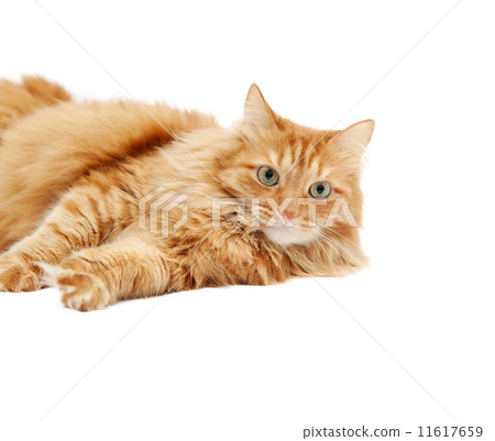 fluffy red  cat  isolated on white background 11617659
