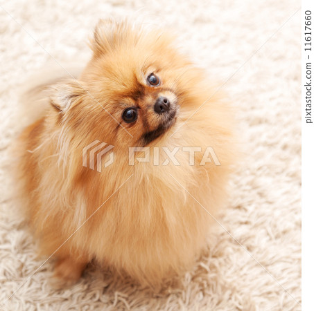 a funny pomeranian sitting on the carpet a funny pomeranian sitting on the carpet 11617660