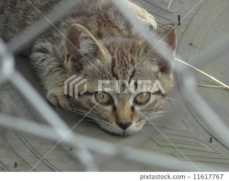 金屬絲網之外的小貓 11617767