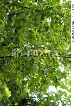 Wing fruit of Toukaede 11621491