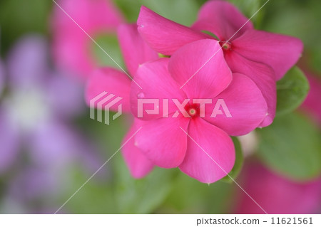 Nichinichiso Nichinichiso 11621561