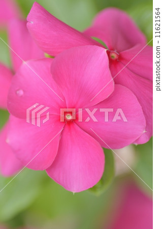 Nichinichiso Nichinichiso 11621564