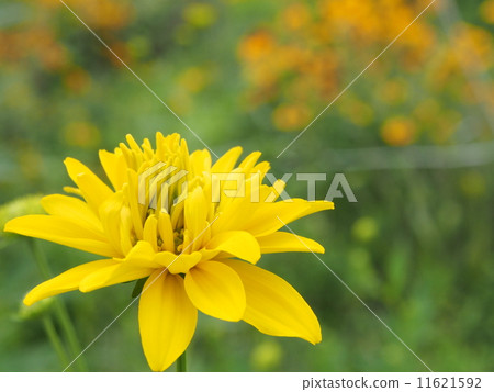 Yellow flower 1 Yellow flower 1 11621592