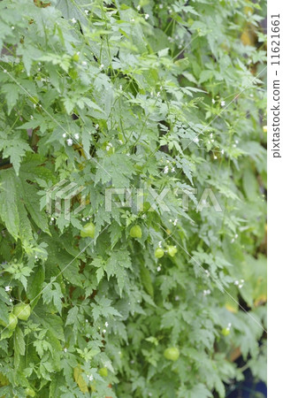 白色goya和氣球kazura帷幕 11621661