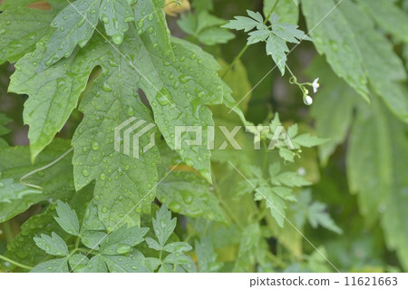 白色goya和fusen石英帷幕 11621663