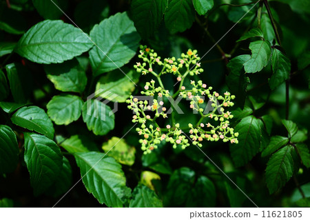 Yellow flower flower 11621805