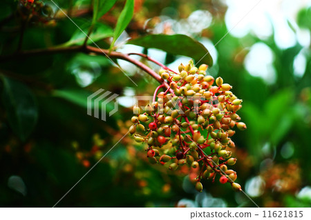 Fruit of coral roe Fruit of coral roe 11621815
