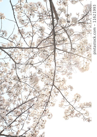 櫻花_ 6004 11621993