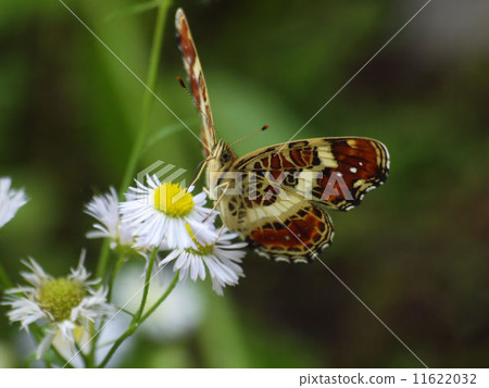 Sakahabuchi choa to stay in Haruzion 11622032