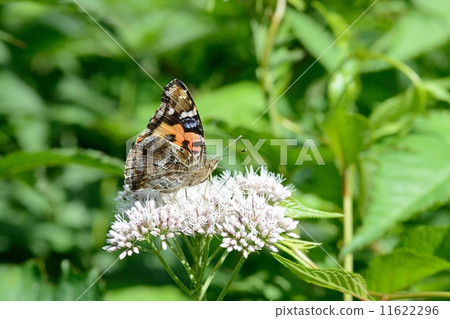 紅海軍上將 紅海軍上將 11622296