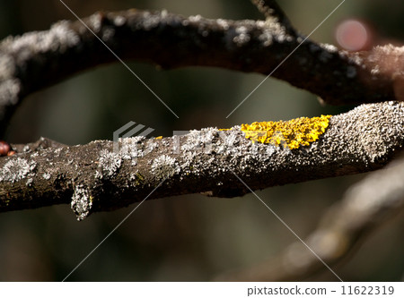 White and yellow lichen on bark 11622319