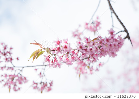 thailand Sakura pink flower in ChiangMai, Thailand thailand Sakura pink flower in ChiangMai, Thailand 11622376