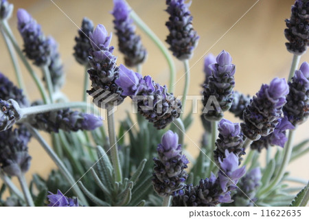 薰衣草 11622635