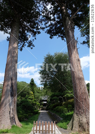 笠間興勝寺生長的兩棵大樹 笠間興勝寺生長的兩棵大樹 11622636