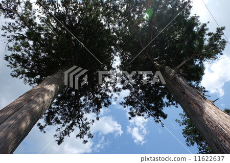 笠間市興聖寺：從下方眺望雄偉的樹木 11622637