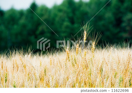 Eared head of wheat protruding only by one Eared head of wheat protruding only by one 11622696