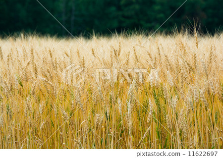 Wheat field before harvest Wheat field before harvest 11622697