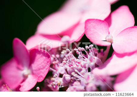 粉紅色的繡球花 11623664