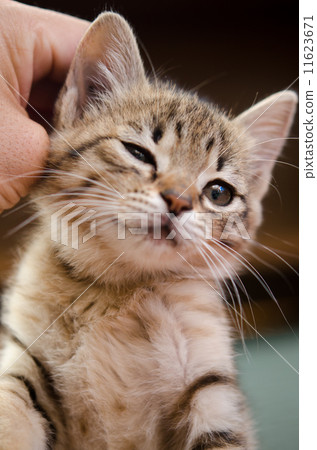 Kitty pleasantly scratched 11623671