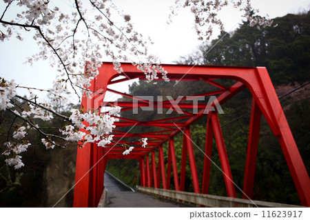 Cherry blossoms and a red bridge 11623917