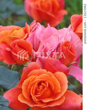 Dream world 11623962