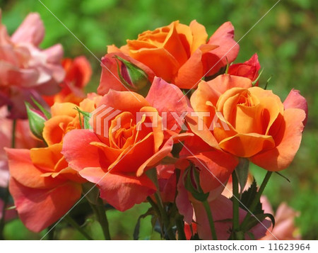 Small bouquet 11623964