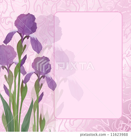 Flowers iris on pink background 11623988