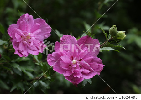 Yae的腫脹 11624495