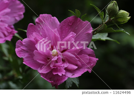 Yae的腫脹 11624496