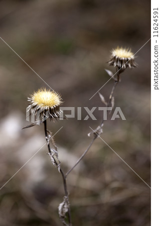 Dry thistle Dry thistle 11624591