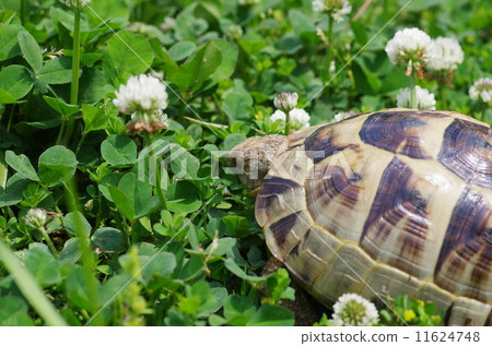 Greece tortoise 11624748