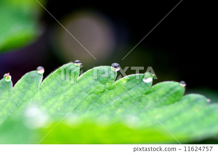 一個草莓 一個草莓 11624757