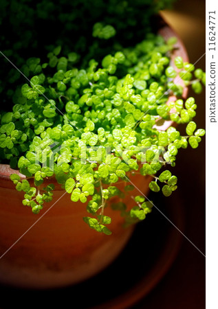 嬰兒葉 嬰兒葉 11624771