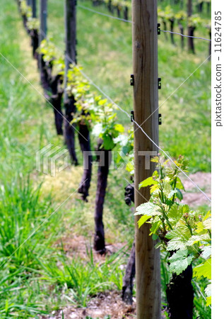 葡萄園 葡萄園 11624785