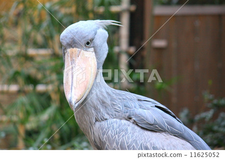 鯨頭鸛 鯨頭鸛 11625052