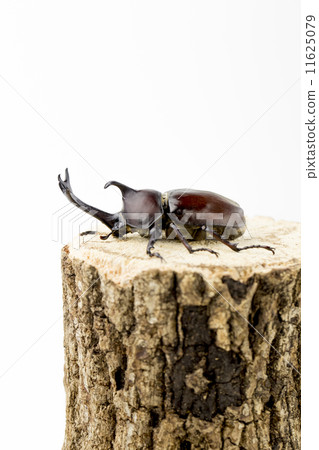 Beetle 11625079
