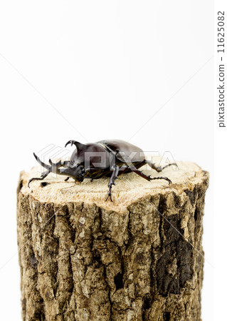 Beetle 11625082
