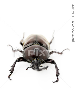 Beetle 11625095