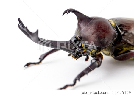 Beetle 11625109