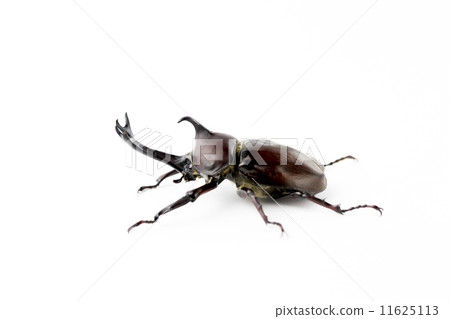 Beetle 11625113
