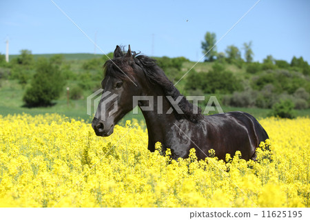 Amazing friesian horse running in colza field Amazing friesian horse running in colza field 11625195